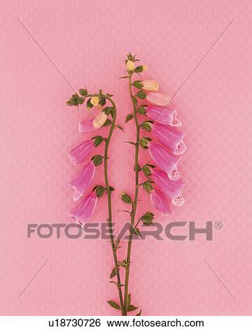 A pink flower View Large Photo Image Stock Photograph - A pink flower. Fotosearch