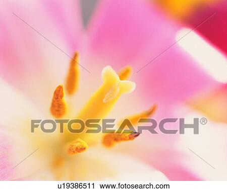 Stock Image - A stamen and a pistil. Fotosearch