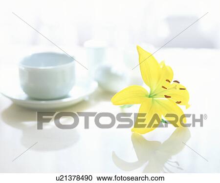 Stock Image - A yellow lily and a white coffee cup. Fotosearch