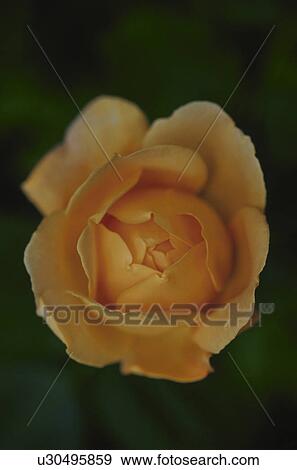 A yellow rose View Large Photo Image Stock Photo - A yellow rose. Fotosearch