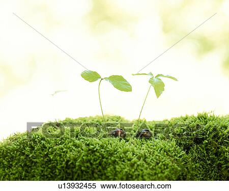 Acorn sprouts View Large Photo Image Stock Photography - Acorn sprouts. Fotosearch