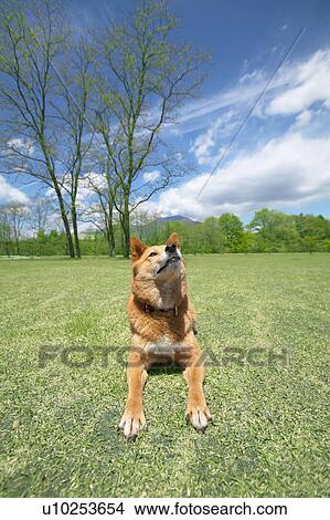 Picture - Akita dog lying in a park, Karuizawa, Nagano Prefecture, Japan. Fotosearch