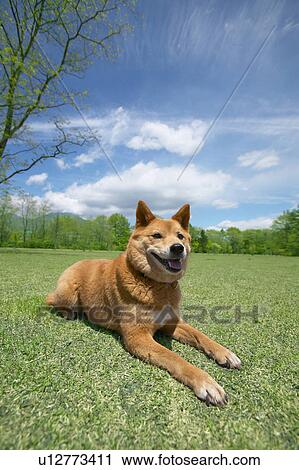 Stock Image - Akita dog lying in a park, Karuizawa, Nagano Prefecture, Japan. Fotosearch
