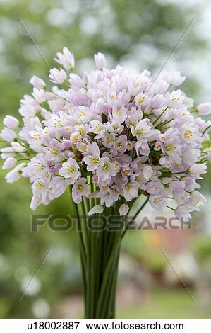 Allium flowers View Large Photo Image Stock Photo - Allium flowers. Fotosearch