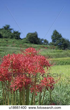 Stock Image - Amaryllis flowers with clear blue sky. Asuka, Nara Prefecture, Japan. Fotosearch