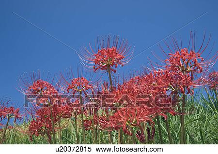 Stock Photography - Amaryllis flowers with clear blue sky. Fotosearch