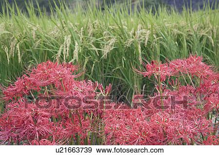 Stock Photo - Amaryllis flowers with rice plants in background. Asuka, Nara Prefecture, Japan. Fotosearch