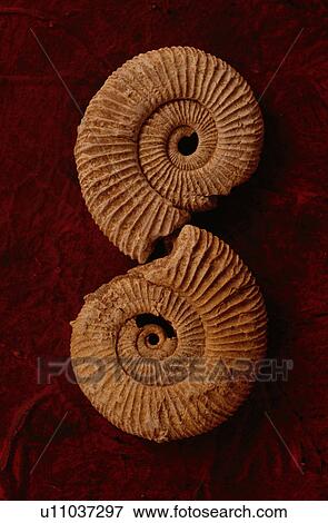 Ammonite fossils on red textured background View Large Photo Image Stock Photo - Ammonite fossils on red textured background. Fotosearch