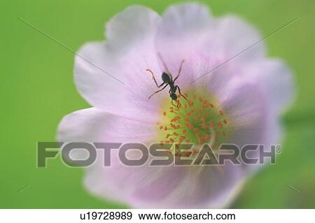 Stock Photo - Ant on a portulaca flower.. Fotosearch