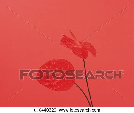 Stock Image - Anthurium. Fotosearch