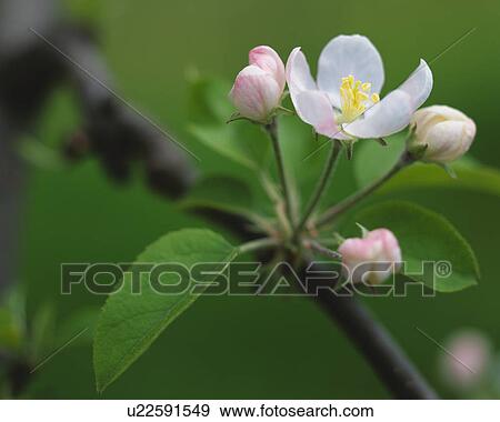 Apple blossoms View Large Photo Image Stock Photo - Apple blossoms. Fotosearch