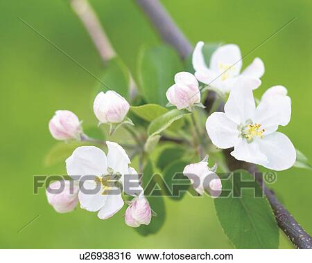 Stock Photograph - Apple blossoms. Fotosearch