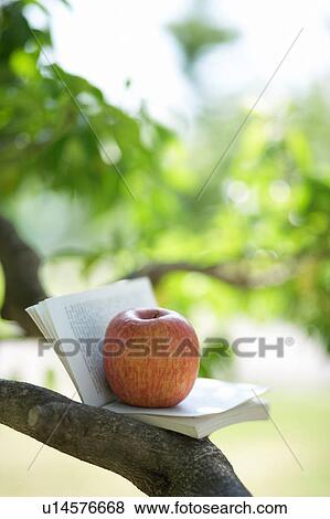 Stock Photo - Apple on top of a book in a tree. Fotosearch