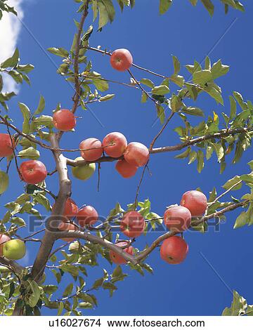 Picture - Apple tree, Hirosaki, Aomori Prefecture, Japan. Fotosearch