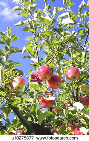 Stock Photo - Apple tree. Fotosearch
