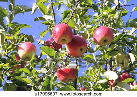 Apple tree View Large Photo Image Stock Photo - Apple tree. Fotosearch