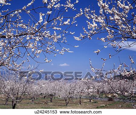 Stock Image - Apricot orchard in spring, Chikuma, Nagano Prefecture, Japan. Fotosearch