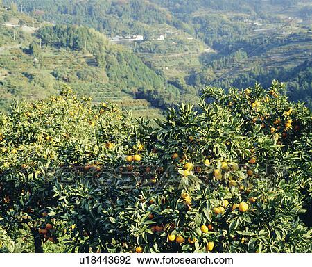 Arita mandarin orange trees, Wakayama Prefecture, Japan View Large Photo Image Stock Image - Arita mandarin orange trees, Wakayama Prefecture, Japan. Fotosearch