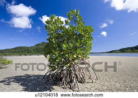 Stock Photo - Asian mangrove. Iriomote island, Okinawa Prefecture, Japan. Fotosearch