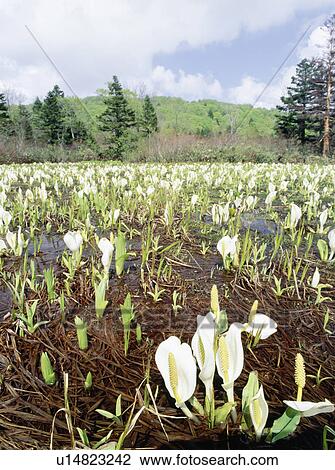 Stock Image - Asian skunk cabbage at Obayachi Wetlands, Hachimantai, Akita Prefecture, Japan. Fotosearch