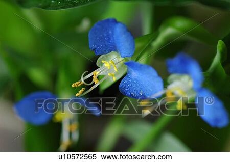 Stock Photography - Asiatic dayflower. Fotosearch