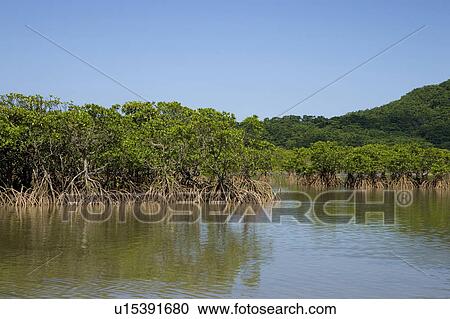 Stock Image - Asiatic Mangroves, Iriomote Island, Okinawa Prefecture, Japan. Fotosearch