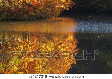 Autumn foliage reflected in lake, Kitashiobara-son, Fukushima Prefecture, Japan View Large Photo Image Stock Photo - Autumn foliage reflected in lake, Kitashiobara-son, Fukushima Prefecture, Japan. Fotosearch