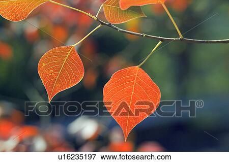 Autumn leaves on a branch View Large Photo Image Stock Photo - Autumn leaves on a branch. Fotosearch