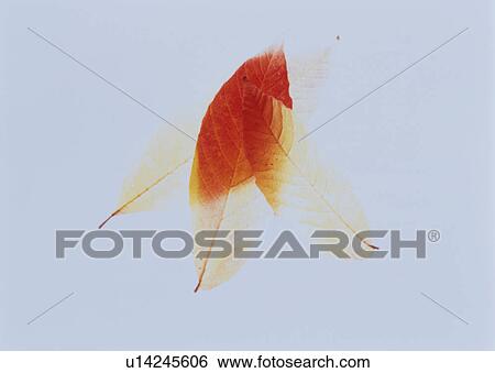 Autumn leaves View Large Photo Image Stock Photograph - Autumn leaves. Fotosearch