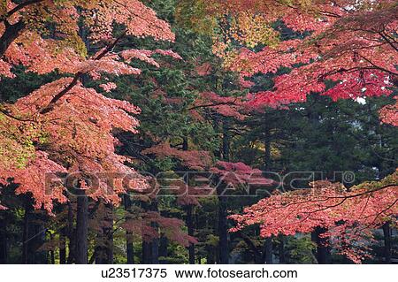 Stock Photography - Autumn trees. Koya, Wakayama Prefecture, Japan. Fotosearch