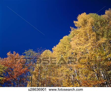 Autumn trees, Nikko, Tochigi Prefecture, Japan View Large Photo Image Stock Image - Autumn trees, Nikko, Tochigi Prefecture, Japan. Fotosearch