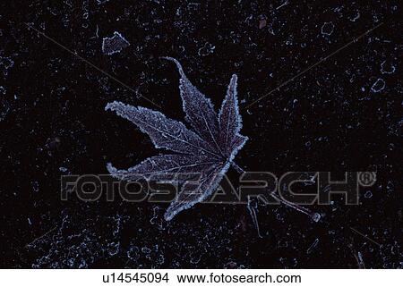 Picture - Autumnal leaf frozen in ice. Fotosearch
