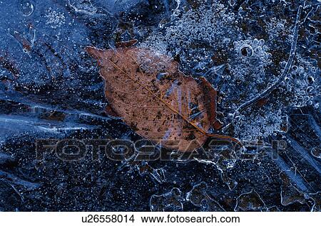Picture - Autumnal leaf frozen in ice. Fotosearch