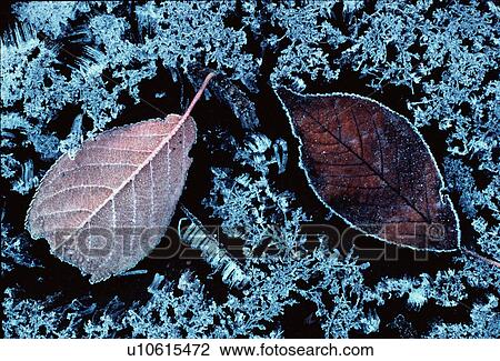 Stock Image - Autumnal leaf frozen in ice. Fotosearch