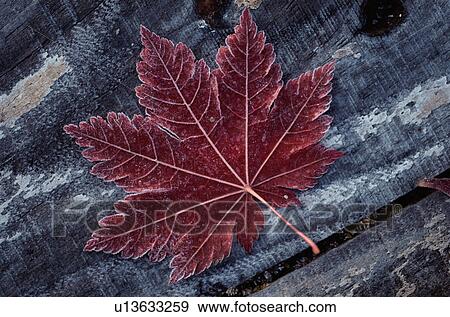 Stock Photo - Autumnal leaf frozen in ice. Fotosearch