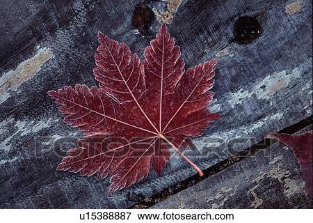 Stock Photo - Autumnal leaf frozen in ice. Fotosearch