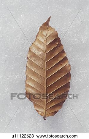 Autumnal leaf resting on snow View Large Photo Image Stock Image - Autumnal leaf resting on snow. Fotosearch