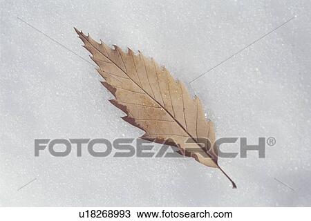 Stock Image - Autumnal leaf resting on snow. Fotosearch