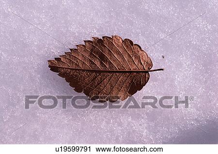 Stock Image - Autumnal leaf resting on snow. Fotosearch