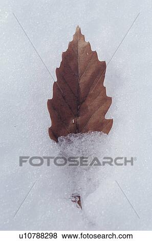 Autumnal leaf resting on snow View Large Photo Image Stock Photo - Autumnal leaf resting on snow. Fotosearch