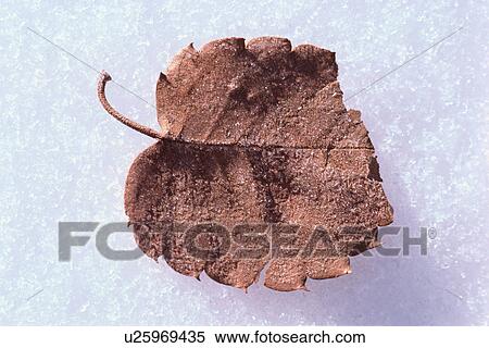 Stock Photography - Autumnal leaf resting on snow. Fotosearch