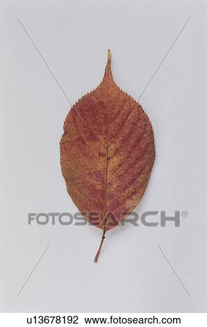 Stock Image - Autumnal leaf. Fotosearch
