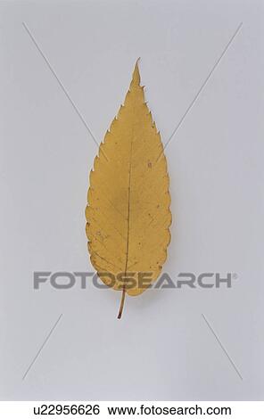 Stock Photograph - Autumnal leaf. Fotosearch