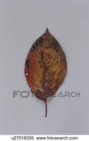 Stock Photography - Autumnal leaf. Fotosearch