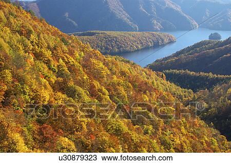 Autumnal leaves in forest, Kitashiobara-son, Fukushima Prefecture, Japan View Large Photo Image Stock Image - Autumnal leaves in forest, Kitashiobara-son, Fukushima Prefecture, Japan. Fotosearch