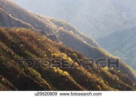 Autumnal leaves near Hangetsu Pass. Tochigi Prefecture, Japan View Large Photo Image Stock Photo - Autumnal leaves near Hangetsu Pass. Tochigi Prefecture, Japan. Fotosearch