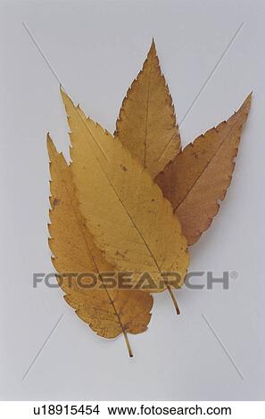 Autumnal leaves View Large Photo Image Picture - Autumnal leaves. Fotosearch