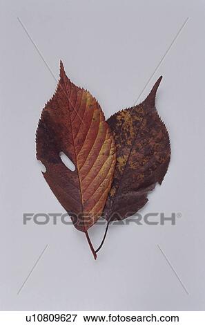 Autumnal leaves View Large Photo Image Stock Photo - Autumnal leaves. Fotosearch