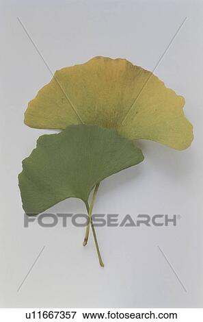 Stock Photo - Autumnal leaves. Fotosearch