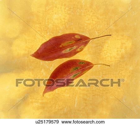 Stock Photo - Autumnal leaves. Fotosearch